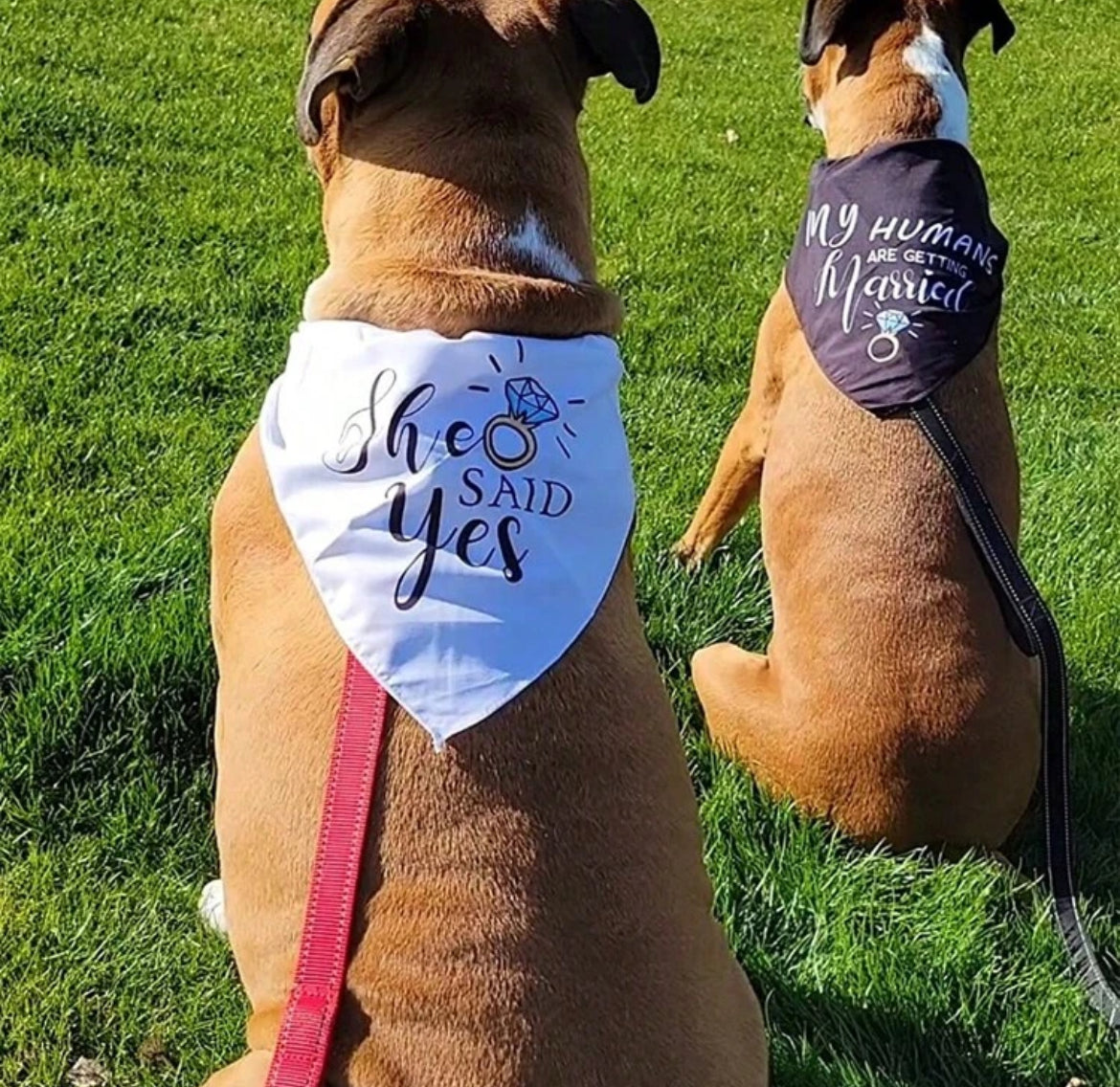 Dog Bandana | Wedding & Engagement