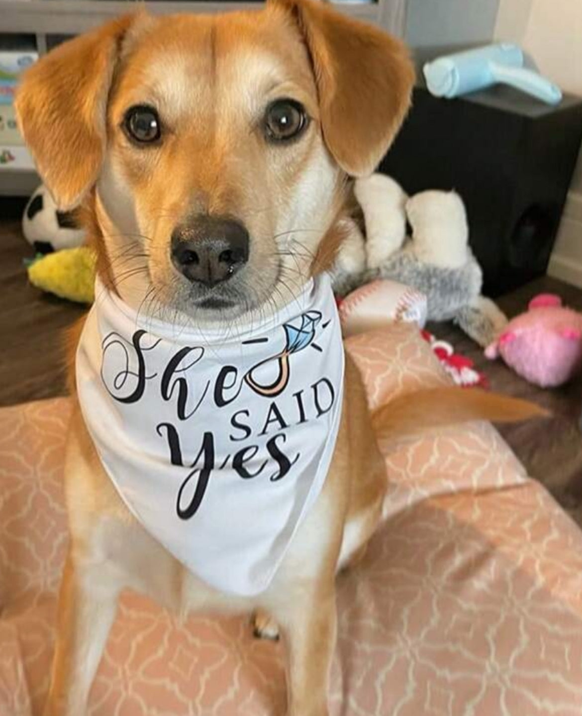 Dog Bandana | Wedding & Engagement